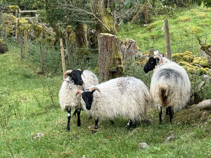 Blackface mountain sheep in the west Fermanagh catchment