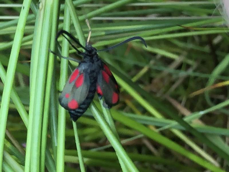 Six-spot burnet moth in the west Fermanagh catchment