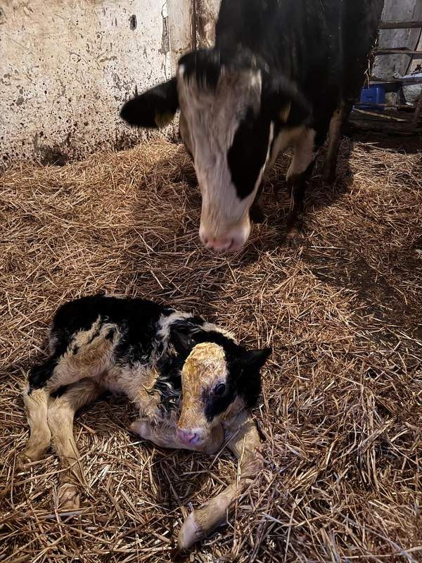 Cow and newborn calf on a west Fermanagh farm