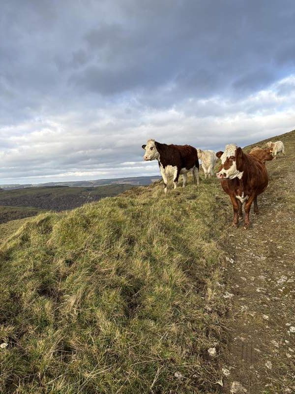 Cattle on hill pasture in west Fermanagh