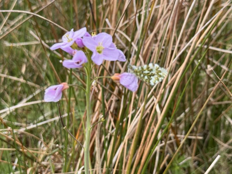 Cuckoo flower with green-veined white butterfly in the west Fermanagh catchment