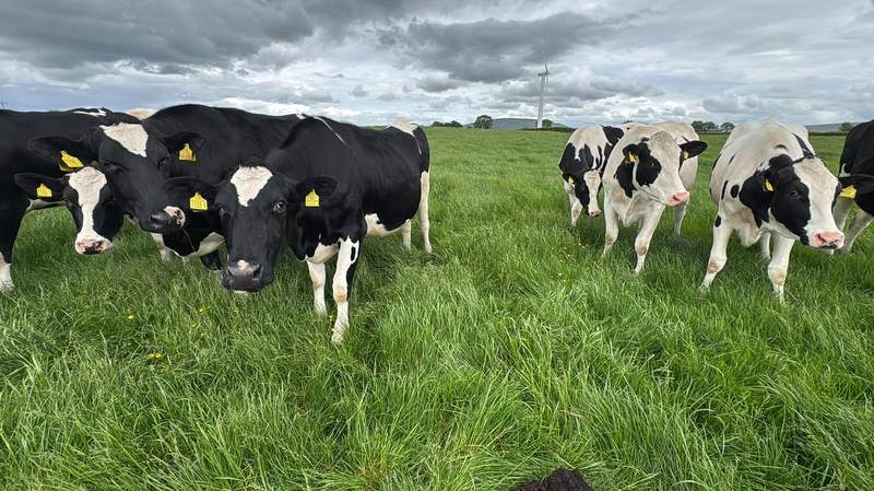 Dairy herd grazing in the west Fermanagh catchment