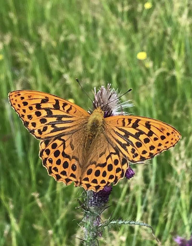 Silver-washed fritillary butterfly in the west Fermanagh catchment