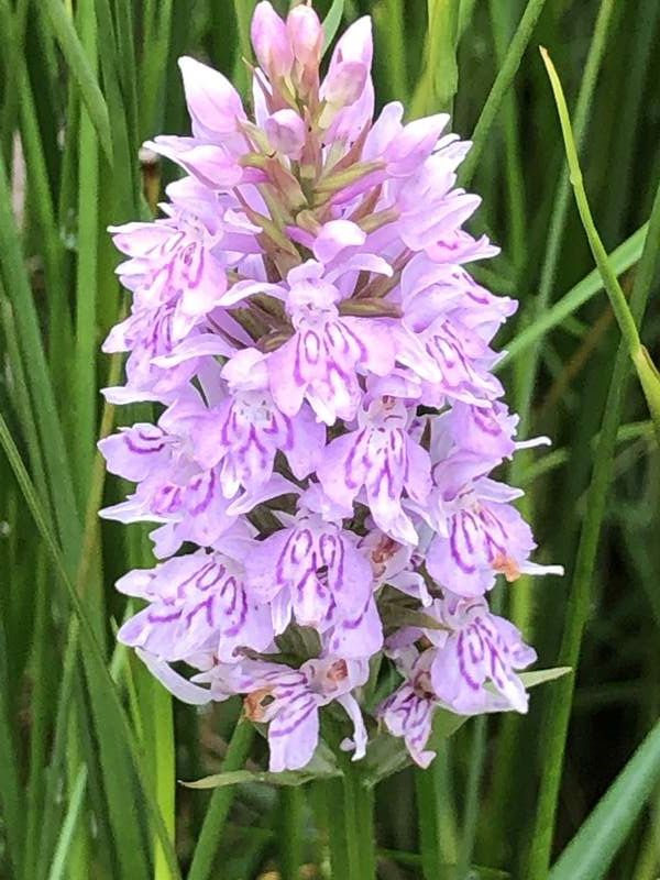 Heath spotted orchid in the west Fermanagh catchment