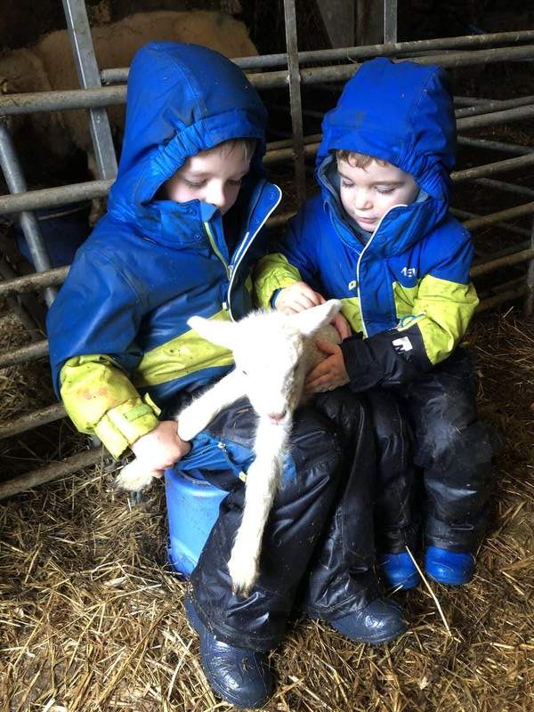 Children meeting a lamb at the sheep clipping event