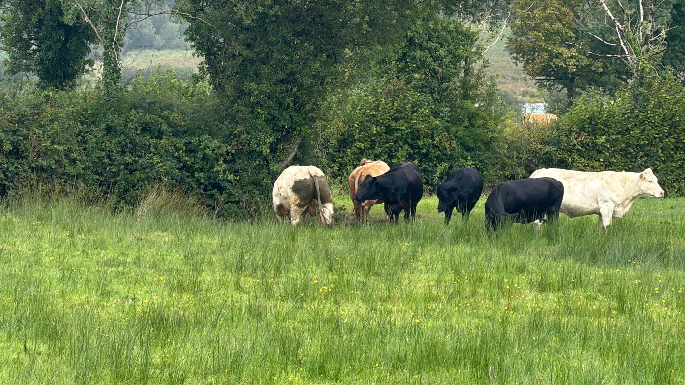 Mixed suckler herd grazing in the west Fermanagh catchment