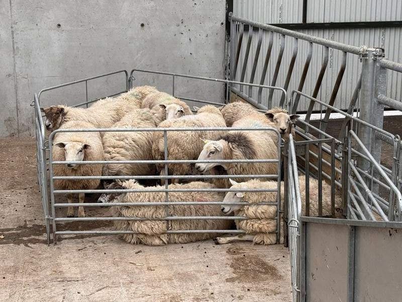 Sheep gathered in a pen at the clipping event