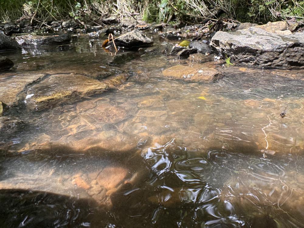 Stream habitat on a west Fermanagh host farm